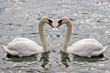 Image showing Swans