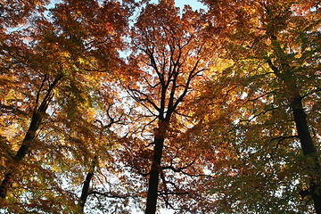Image showing colorful treetops