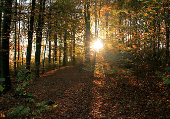 Image showing evening at autumn forest