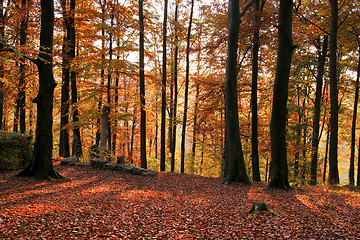 Image showing idyllic autumn forest scenery