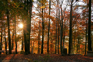 Image showing autumn forest scenery