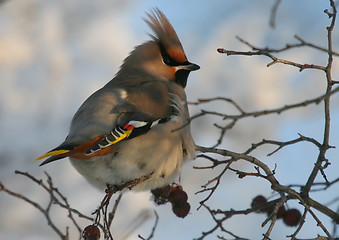 Image showing Waxwing