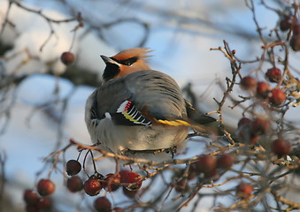 Image showing Waxwing