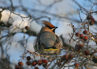 Image showing Waxwing