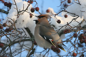 Image showing Waxwing