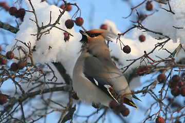 Image showing Waxwing