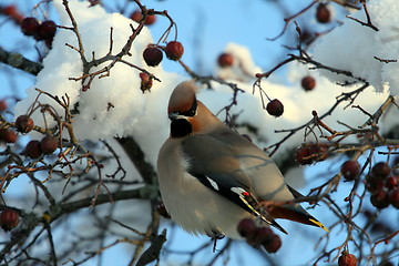 Image showing Waxwing