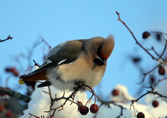 Image showing Waxwing