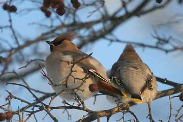 Image showing Waxwing