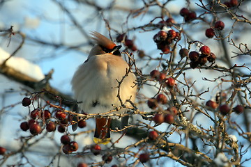 Image showing Waxwing