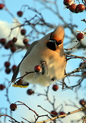 Image showing Waxwing