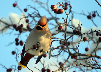 Image showing Waxwing