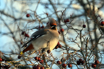 Image showing Waxwing