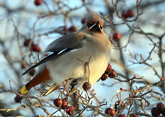 Image showing Waxwing