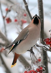 Image showing Waxwing