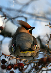 Image showing Waxwing
