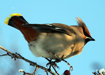 Image showing Waxwing