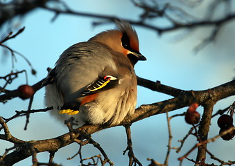 Image showing Waxwing