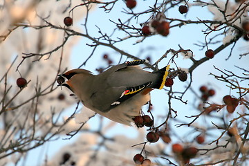 Image showing Waxwing