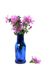 Image showing wild violet flowers in blue bottle 