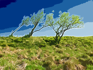 Image showing Trees