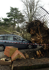 Image showing Fallen Tree in Windy Weather