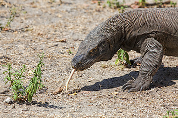 Image showing Komodo Dragon