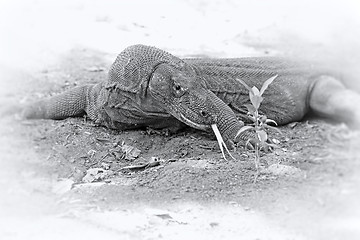 Image showing Komodo Dragon