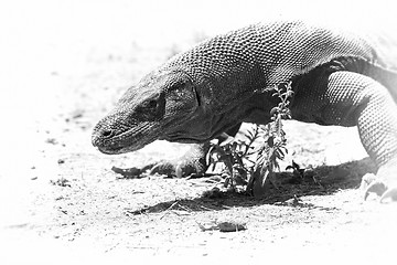 Image showing Komodo Dragon