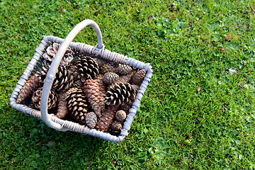 Image showing Rustic basket full of pine cones on grass