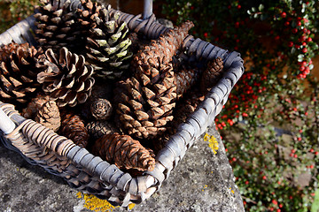 Image showing Closeup of basket of fir cones with red cotoneaster berries