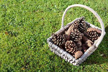 Image showing Fir cones in a basket on green grass