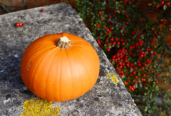 Image showing Pumpkin on a stone bench against red berries