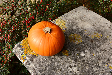 Image showing Small orange pumpkin on stone bench with red berries