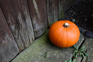 Image showing Ripe pumpkin by a weathered door