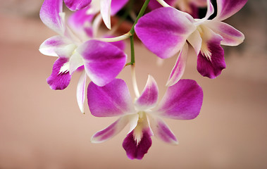 Image showing Thai orchids