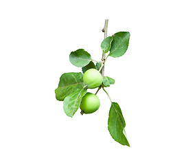 Image showing Branch apple tree with two apples on white