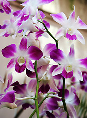 Image showing Thai orchids