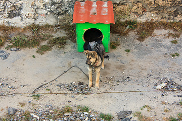 Image showing dog on a chain around the booth is