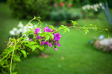 Image showing blooming rose bush in the garden