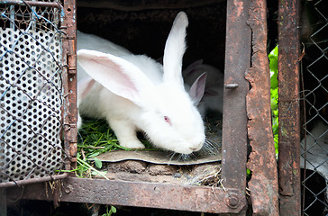 Image showing a white fluffy bunny rabbit in a cage