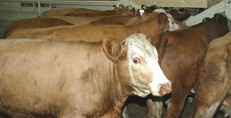 Image showing cattle