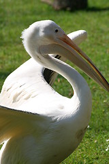 Image showing Pelican