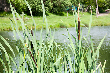 Image showing Close up view of a typha plant next to a river