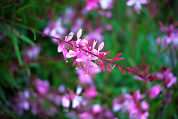 Image showing blooming lilac bush in the garden