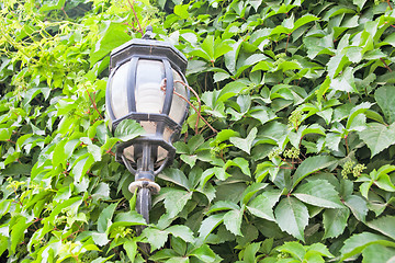 Image showing View of a green street lamp and a green leaf
