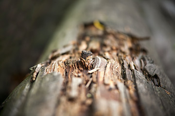 Image showing bough on a log. selective sharpening