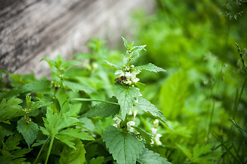 Image showing green nettle flowering