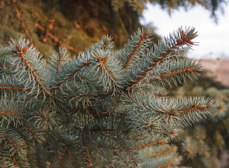 Image showing fir branch at sunset