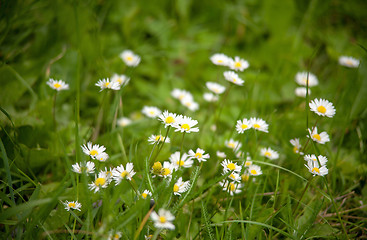 Image showing Chamomile on a meadow